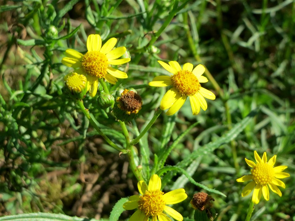 Schmalblättriges Greiskraut (Senecio inaequidens) bei Neulußheim (Gemarkung Altlußheim)