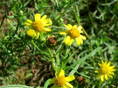Schmalblättriges Greiskraut (Senecio inaequidens) bei Neulußheim (Gemarkung Altlußheim)