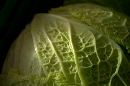 Kohl vegan bio