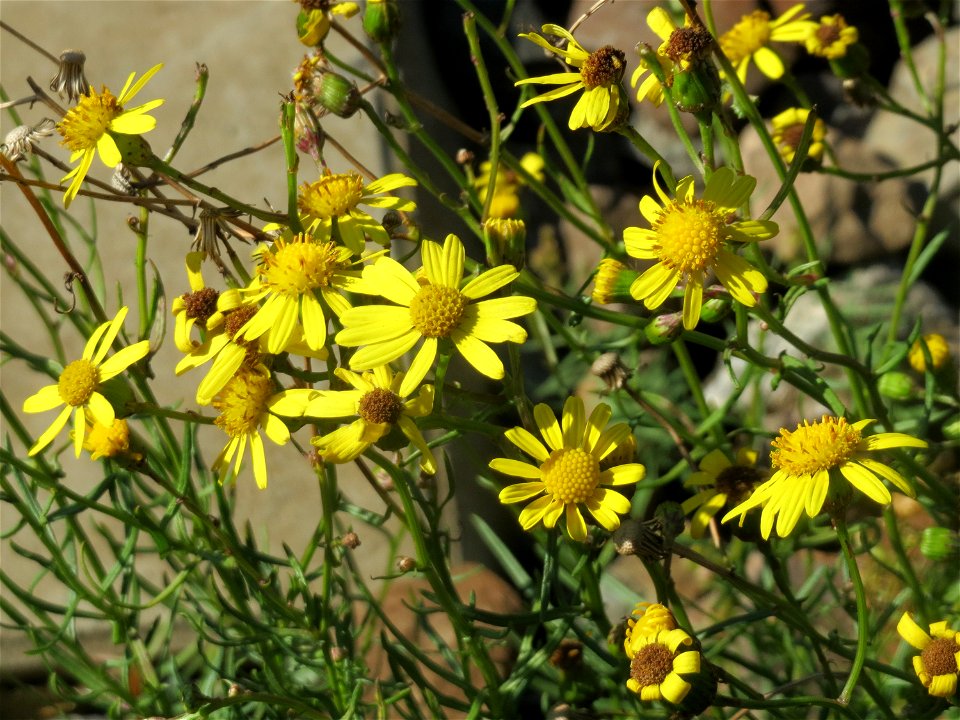 Schmalblättrige Greiskraut (Senecio inaequidens) am Bahnhof Saarbrücken Ost