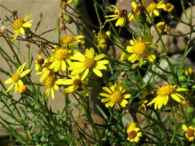 Schmalblättrige Greiskraut (Senecio inaequidens) am Bahnhof Saarbrücken Ost