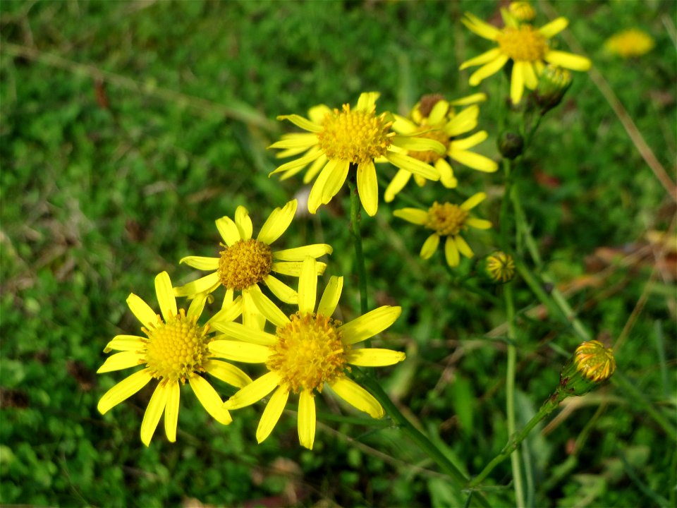 Schmalblättriges Greiskraut (Senecio inaequidens) in Hockenheim