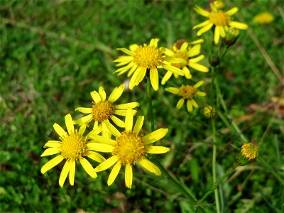 Schmalblättriges Greiskraut (Senecio inaequidens) in Hockenheim