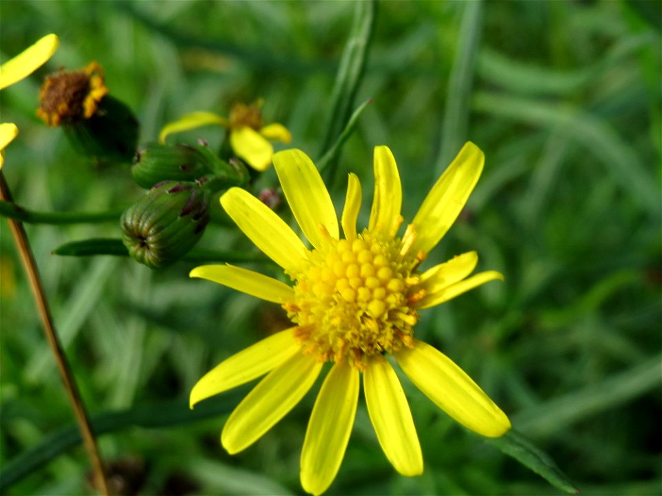 Schmalblättriges Greiskraut (Senecio inaequidens) in Hockenheim