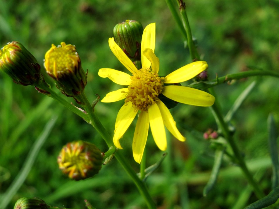 Schmalblättriges Greiskraut (Senecio inaequidens) in Hockenheim