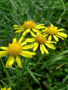 Schmalblättriges Greiskraut (Senecio inaequidens) in Hockenheim