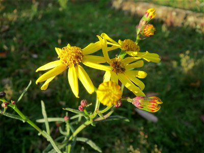 Schmalblättriges Greiskraut (Senecio inaequidens) in Hockenheim