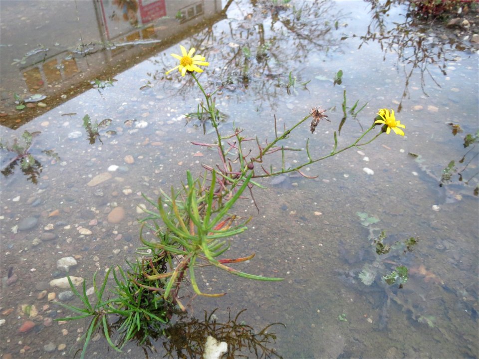 Schmalblättriges Greiskraut (Senecio inaequidens) auf einer Ruderalfläche am Messplatz Hockenheim