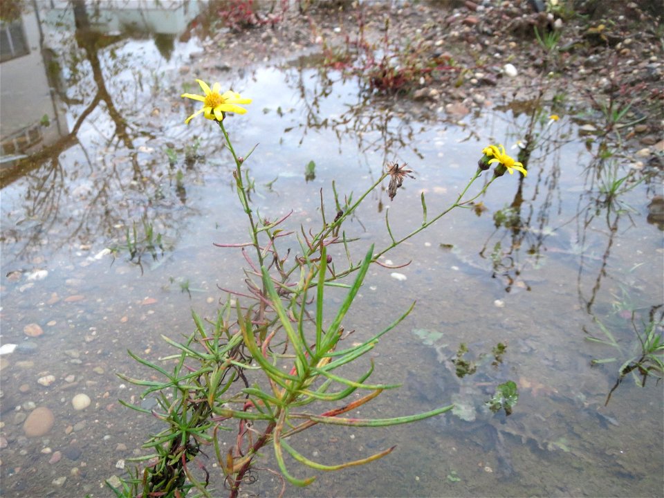 Schmalblättriges Greiskraut (Senecio inaequidens) auf einer Ruderalfläche am Messplatz Hockenheim