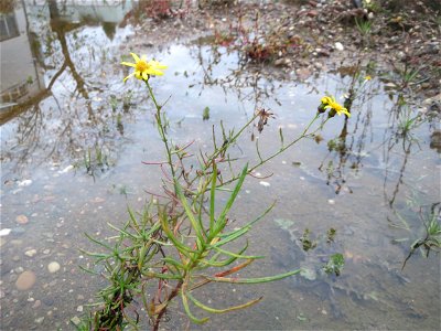 Schmalblättriges Greiskraut (Senecio inaequidens) auf einer Ruderalfläche am Messplatz Hockenheim