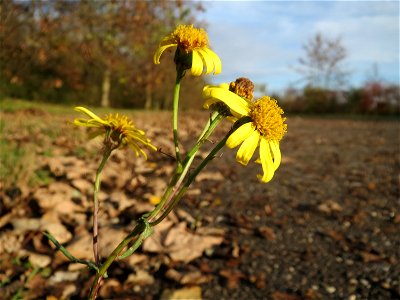 Schmalblättriges Greiskraut (Senecio inaequidens) in Hockenheim