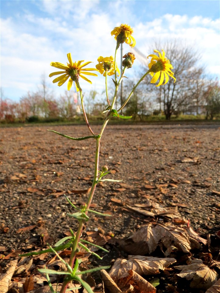 Schmalblättriges Greiskraut (Senecio inaequidens) in Hockenheim
