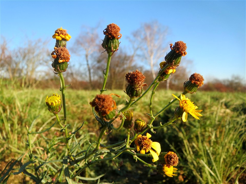 Schmalblättriges Greiskraut (Senecio inaequidens) in Hockenheim - invasiv am Ackerrand