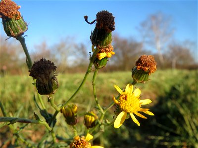 Schmalblättriges Greiskraut (Senecio inaequidens) in Hockenheim - invasiv am Ackerrand