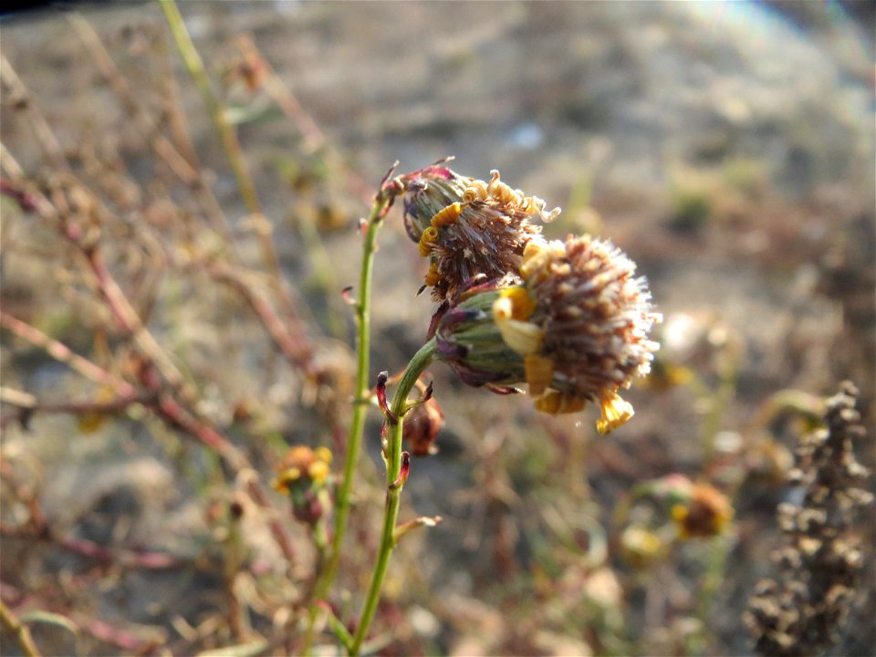Schmalblättriges Greiskraut (Senecio inaequidens) in Hockenheim