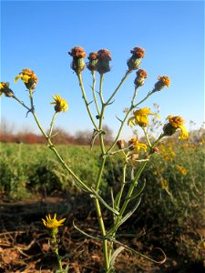Schmalblättriges Greiskraut (Senecio inaequidens) in Hockenheim - invasiv am Ackerrand