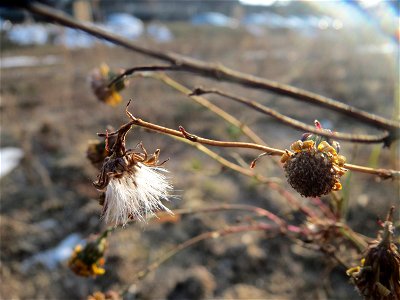 Schmalblättriges Greiskraut (Senecio inaequidens) in Hockenheim