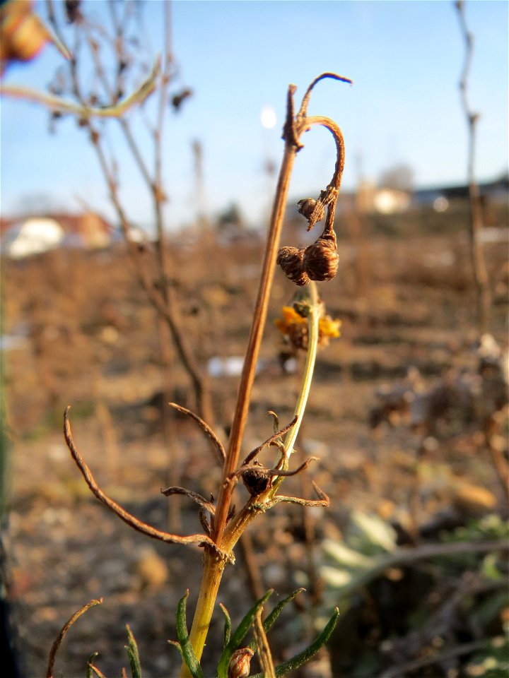 Schmalblättriges Greiskraut (Senecio inaequidens) in Hockenheim