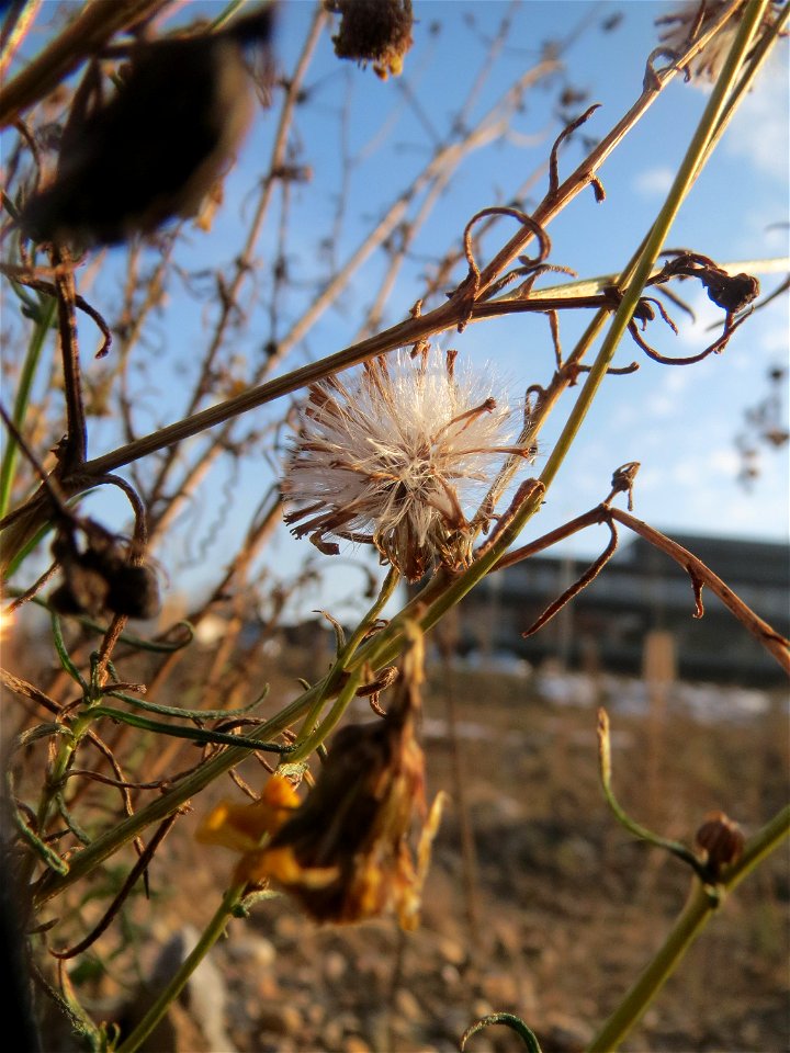 Schmalblättriges Greiskraut (Senecio inaequidens) in Hockenheim