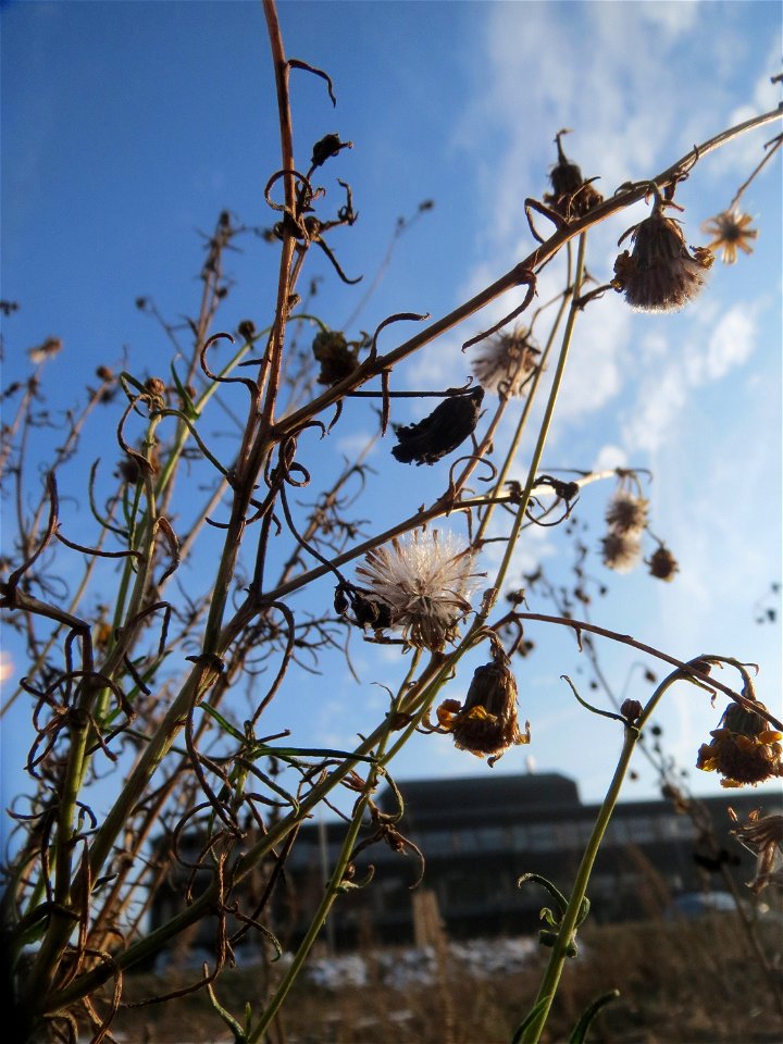 Schmalblättriges Greiskraut (Senecio inaequidens) in Hockenheim