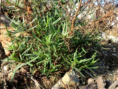 Schmalblättriges Greiskraut (Senecio inaequidens) auf einem Baugrund in Hockenheim - unter dem vertrocknetem Kraut vom Vorjahr treiben frische Grundblätter aus
