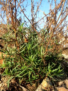 Schmalblättriges Greiskraut (Senecio inaequidens) auf einem Baugrund in Hockenheim - unter dem vertrocknetem Kraut vom Vorjahr treiben frische Grundblätter aus
