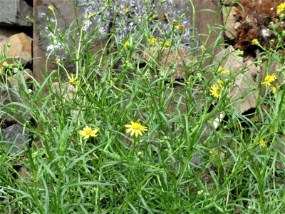 Schmalblättriges Greiskraut (Senecio inaequidens) im Gleisbett am Hauptbahnhof Mannheim