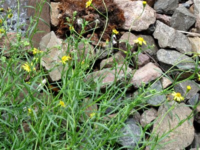 Schmalblättriges Greiskraut (Senecio inaequidens) im Gleisbett am Hauptbahnhof Mannheim