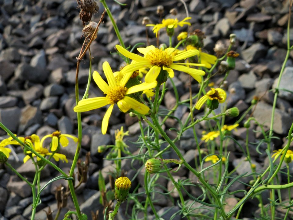 Schmalblättriges Greiskraut (Senecio inaequidens) am Bahnhof Bruchmühlbach-Miesau - eingeschleppt aus Südafrika