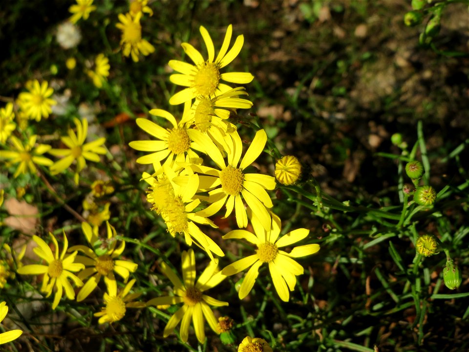 Schmalblättriges Greiskraut (Senecio inaequidens) - invasiv in der Schwetzinger Hardt - eingeschleppt aus Südafrika