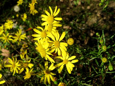 Schmalblättriges Greiskraut (Senecio inaequidens) - invasiv in der Schwetzinger Hardt - eingeschleppt aus Südafrika