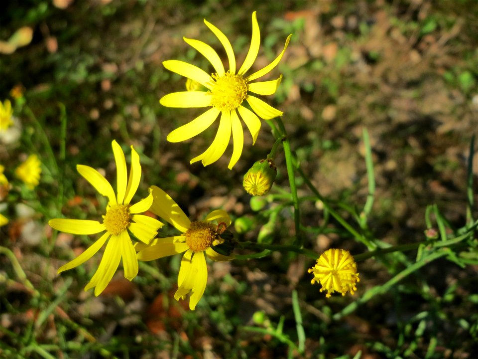 Schmalblättriges Greiskraut (Senecio inaequidens) - invasiv in der Schwetzinger Hardt - eingeschleppt aus Südafrika