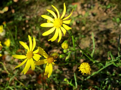 Schmalblättriges Greiskraut (Senecio inaequidens) - invasiv in der Schwetzinger Hardt - eingeschleppt aus Südafrika