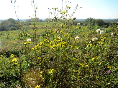 Schmalblättrige Greiskraut (Senecio inaequidens) an der Deponie Hockenheim am Rand vom Hockenheimer Rheinbogen - eingeschleppt aus Südafrika