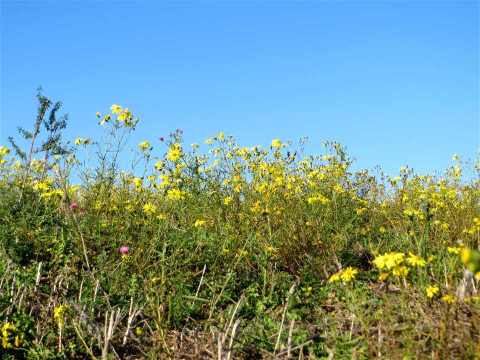 Schmalblättrige Greiskraut (Senecio inaequidens) an der Deponie Hockenheim am Rand vom Hockenheimer Rheinbogen - eingeschleppt aus Südafrika