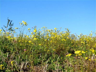 Schmalblättrige Greiskraut (Senecio inaequidens) an der Deponie Hockenheim am Rand vom Hockenheimer Rheinbogen - eingeschleppt aus Südafrika