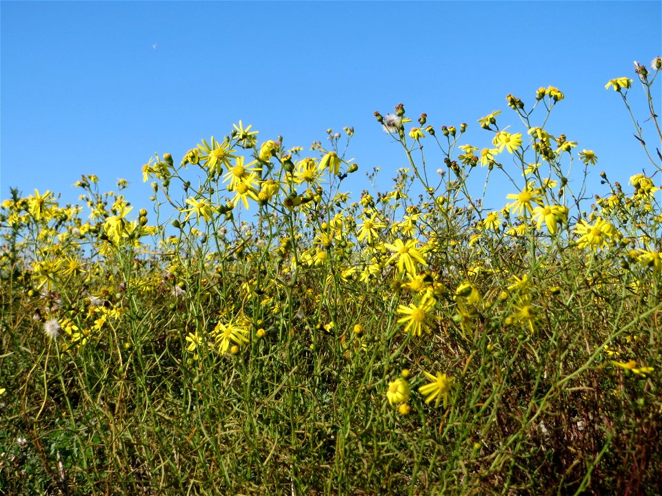 Schmalblättrige Greiskraut (Senecio inaequidens) an der Deponie Hockenheim am Rand vom Hockenheimer Rheinbogen - eingeschleppt aus Südafrika