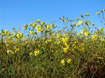 Schmalblättrige Greiskraut (Senecio inaequidens) an der Deponie Hockenheim am Rand vom Hockenheimer Rheinbogen - eingeschleppt aus Südafrika