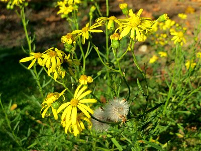 Schmalblättriges Greiskraut (Senecio inaequidens) in Hockenheim - eingeschleppt aus Südafrika
