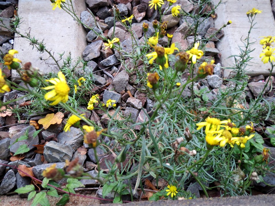 Schmalblättrige Greiskraut (Senecio inaequidens) im Gleisbett vom Bahnhof Saarbrücken-Ost - eingeschleppt aus Südafrika und typische Bahn-Vegetation