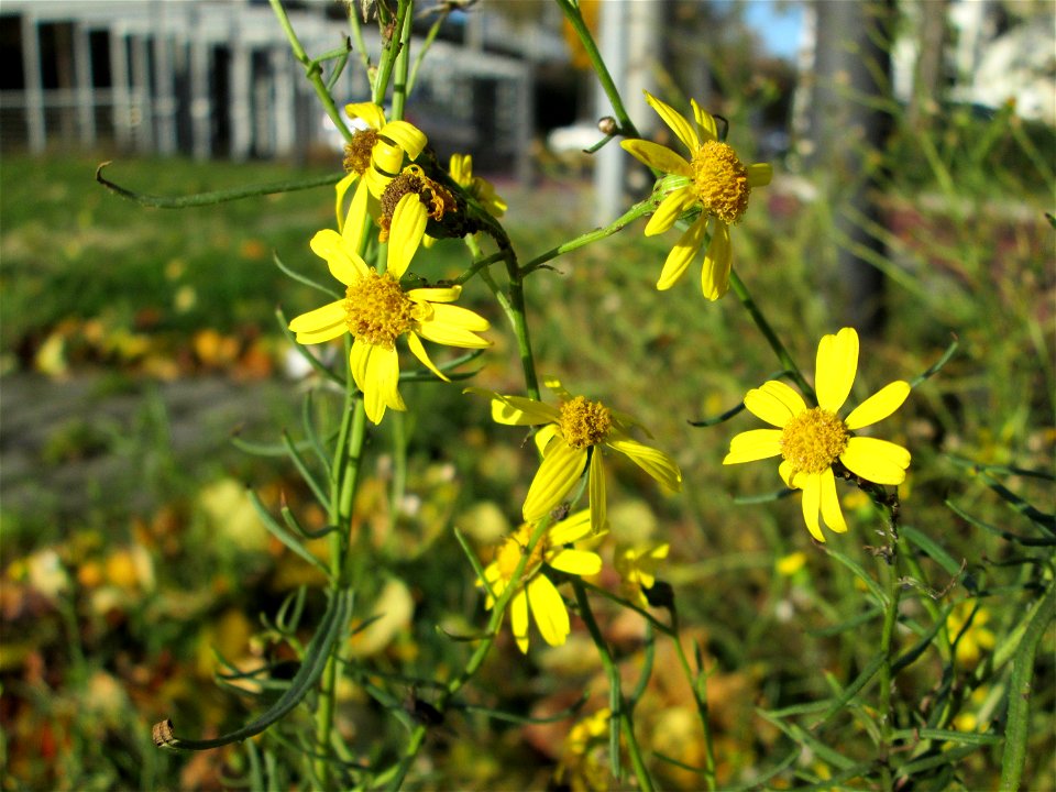 Schmalblättriges Greiskraut (Senecio inaequidens) zwischen Hauptbahnhof und Schloss Mannheim