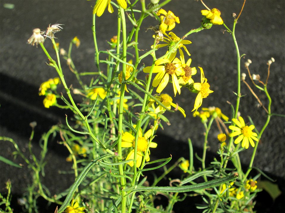 Schmalblättriges Greiskraut (Senecio inaequidens) zwischen Hauptbahnhof und Schloss Mannheim