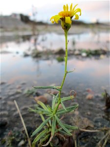 Schmalblättriges Greiskraut (Senecio inaequidens) auf einer Ruderalfläche in Hockenheim-Talhaus - eingeschleppt aus Südafrika