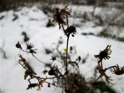 Schmalblättriges Greiskraut (Senecio inaequidens) auf einer Brachfläche am Messplatz in Hockenheim bei Neuschnee am 18. Dezember 2017 - eingeschleppt aus Südafrika