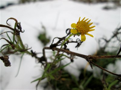 Schmalblättriges Greiskraut (Senecio inaequidens) auf einer Brachfläche am Messplatz in Hockenheim bei Neuschnee am 18. Dezember 2017 - eingeschleppt aus Südafrika