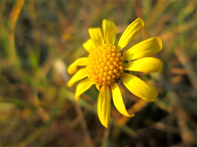 Schmalblättrige Greiskraut (Senecio inaequidens) an der Böschung der A61 bei Hockenheim - eingeschleppt aus Südafrika