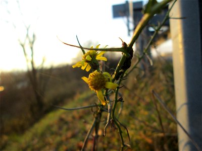 Schmalblättriges Greiskraut (Senecio inaequidens) an der Böschung der A61 bei Hockenheim - eingeschleppt aus Südafrika