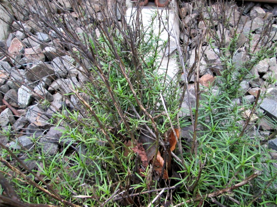 Schmalblättriges Greiskraut (Senecio inaequidens) im Gleisbett vom Bahnhof Saarbrücken-Ost - eingeschleppt aus Südafrika und typische Bahn-Vegetation