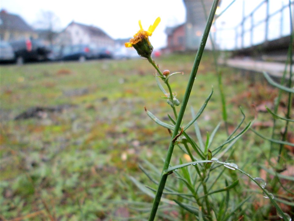 Schmalblättriges Greiskraut (Senecio inaequidens) am Bahnhof Bruchmühlbach-Miesau - eingeschleppt aus Südafrika