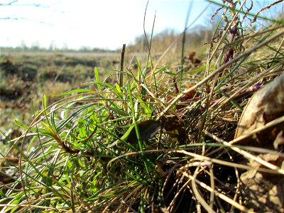 Schmalblättriges Greiskraut (Senecio inaequidens) bei Reilingen - eingeschleppt aus Südafrika